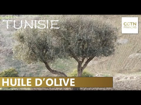 La Tunisie cherche à stimuler les exportations d'huile d'olive