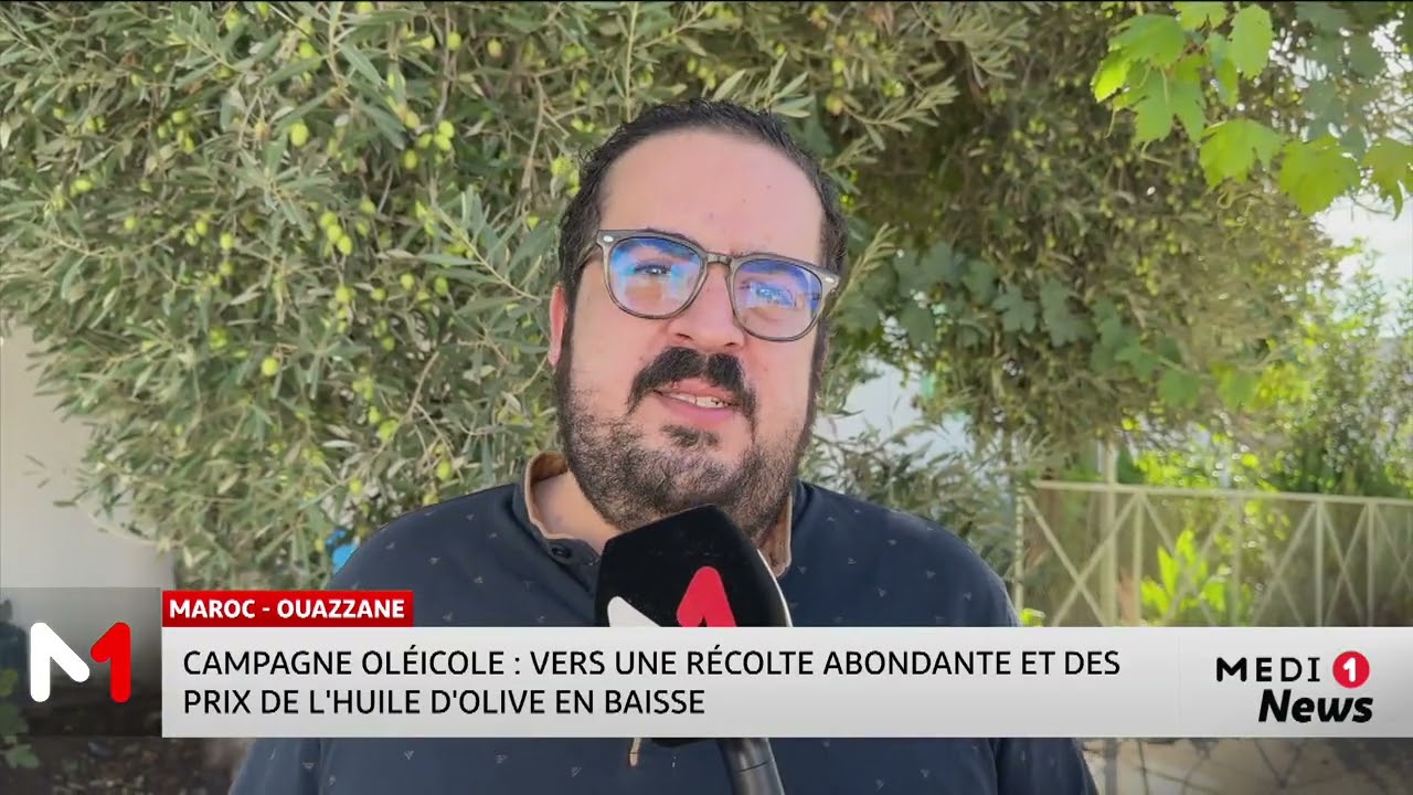 Maroc : vers une récolte d’olives abondante et des prix de l’huile d’olive en baisse