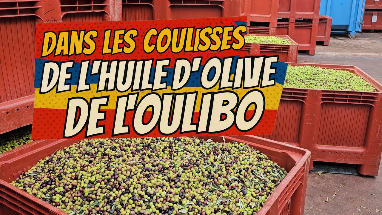 Coulisses de l’huile d’olive : reportage 2025 à l’Oulibo