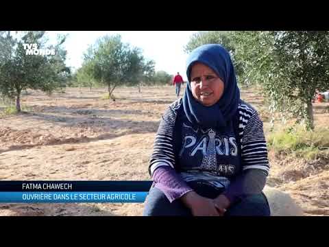 Tunisie: l'huile d'olive victime des changements climatiques