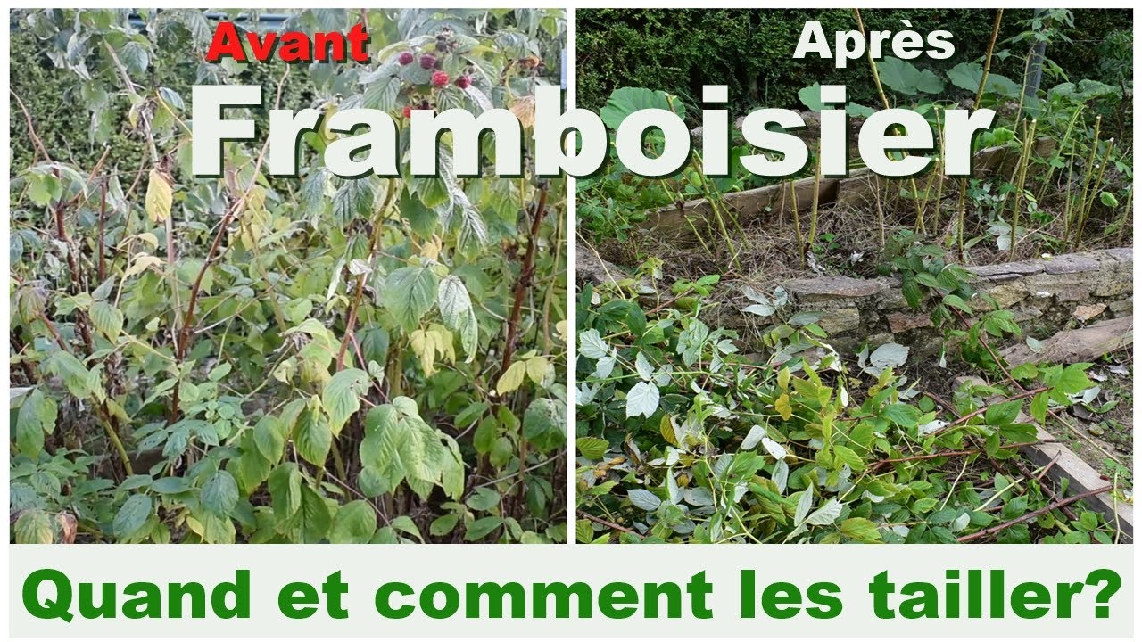 Comment et quand tailler ses framboisiers ? (Taille framboisier remontant et non remontant)