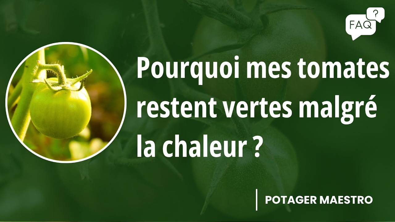 Pourquoi mes tomates ne rougissent pas  ? 5 solutions | FAQ Potager