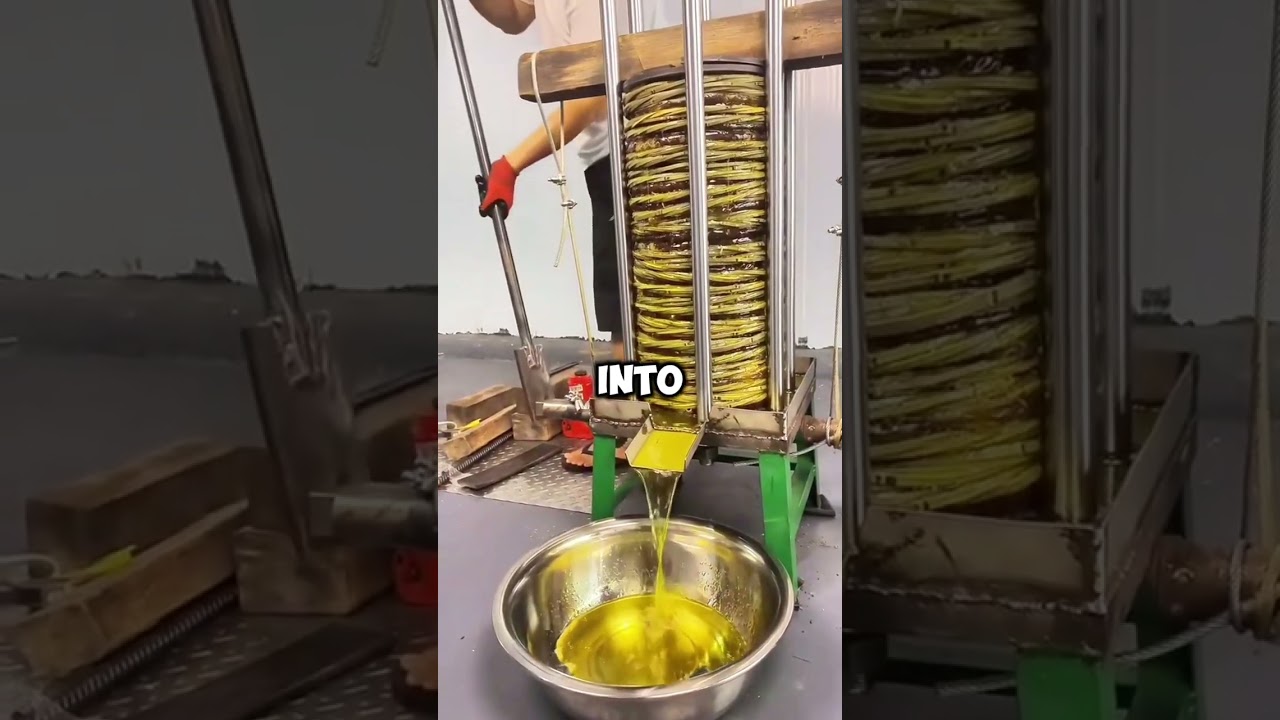 From Grove to Table! How Extra Virgin Olive Oil Is Made