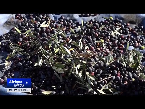 La hausse des exportations d'huile d'olive permet à la Tunisie d'augmenter ses revenus