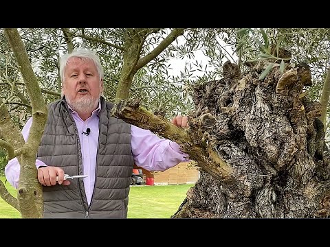L’OLIVIER : HISTOIRE, BOTANIQUE, LE CULTIVER, LE REMPOTER (émission Jardiner, ça fait du bien N°24)