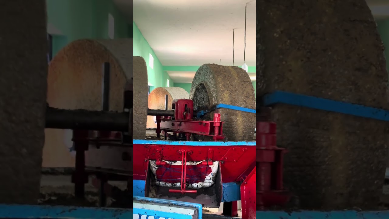 Newly Pressed Extra Virgin Olive Oil - 2025 Harvest - Morocco 🇲🇦 #oliveoil #huiledolive