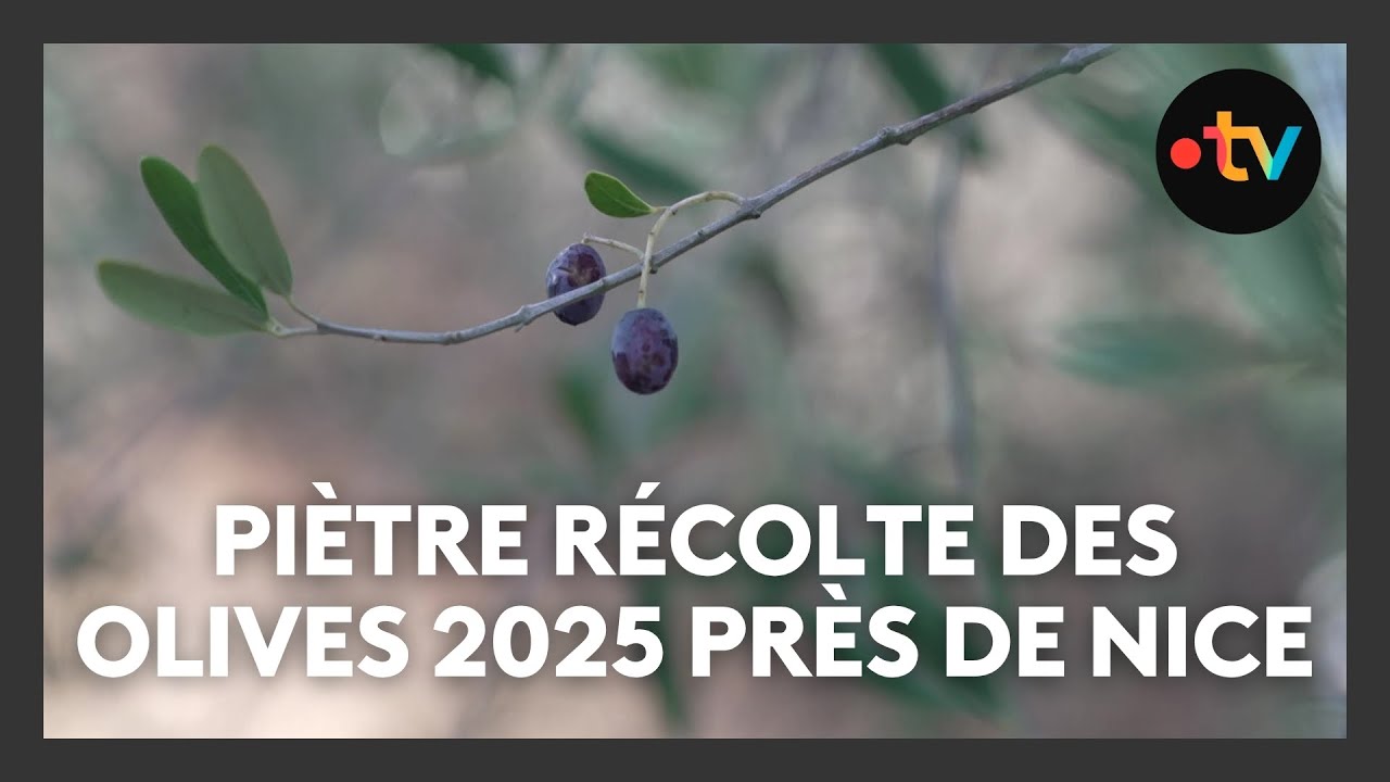 La récolte des olives 2025 s'annonce catastrophique dans les Alpes-Maritimes