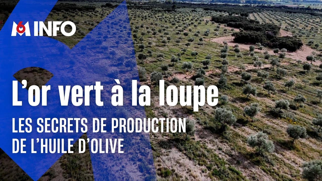 Huile d'olive : les secrets de sa production