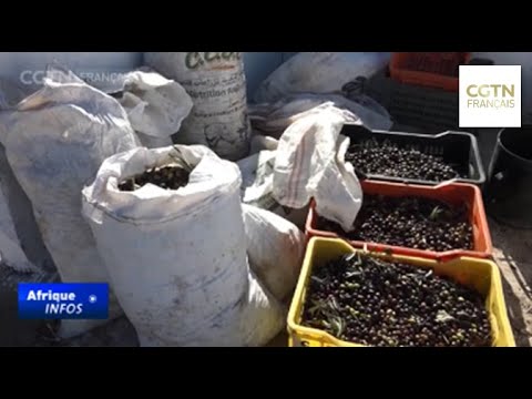 Les exportations tunisiennes d'huile d'olive en augmentation