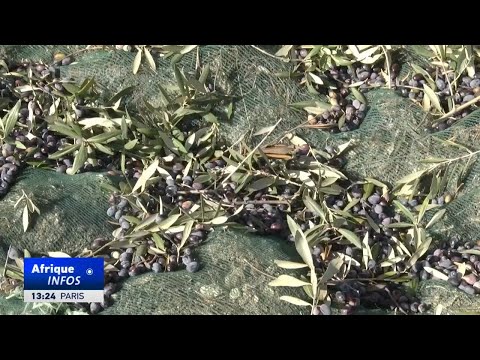 Tunisie : l'augmentation du quota d'exportation d'huile d'olive stimulera les prix locaux