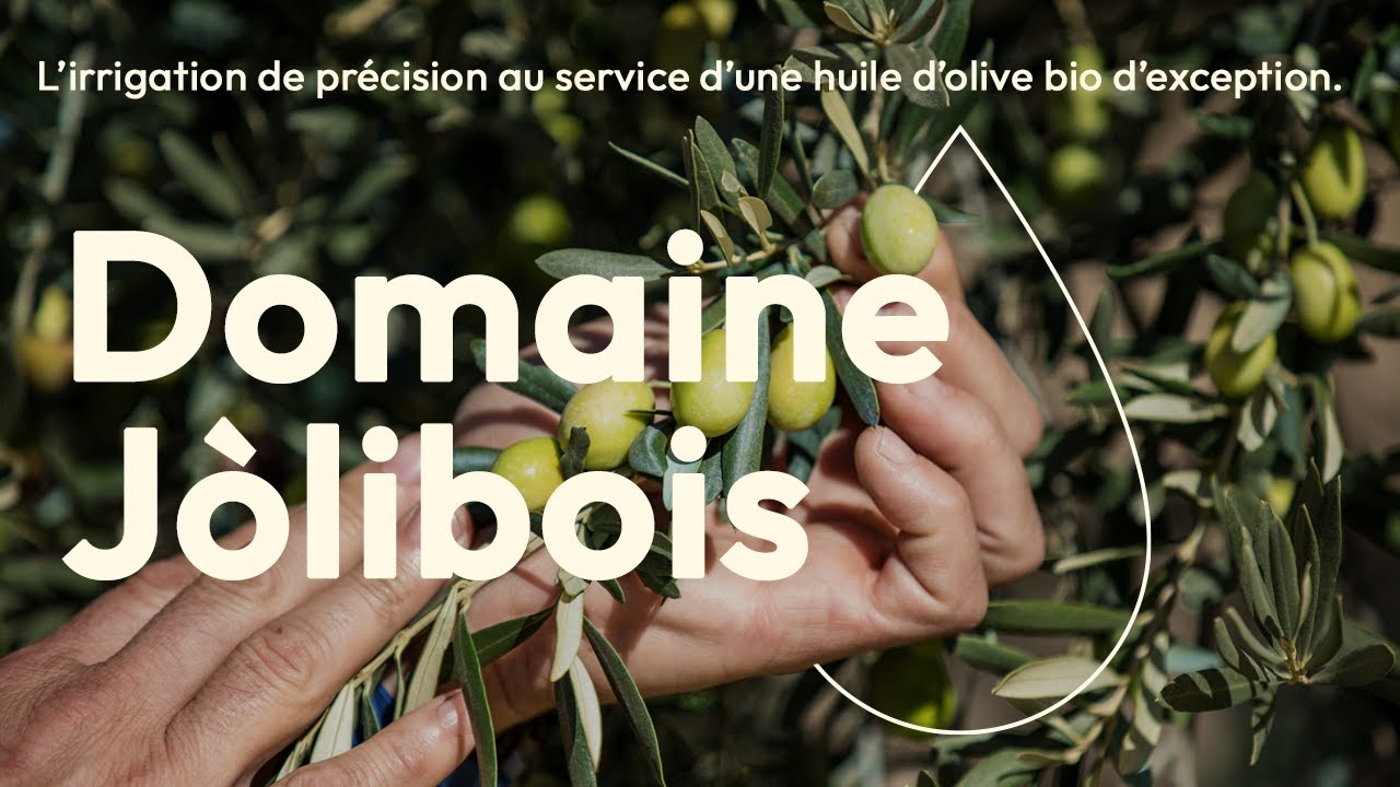 L'irrigation de précision au service d'une huile d'olive bio d'exception - Domaine Jòlibois
