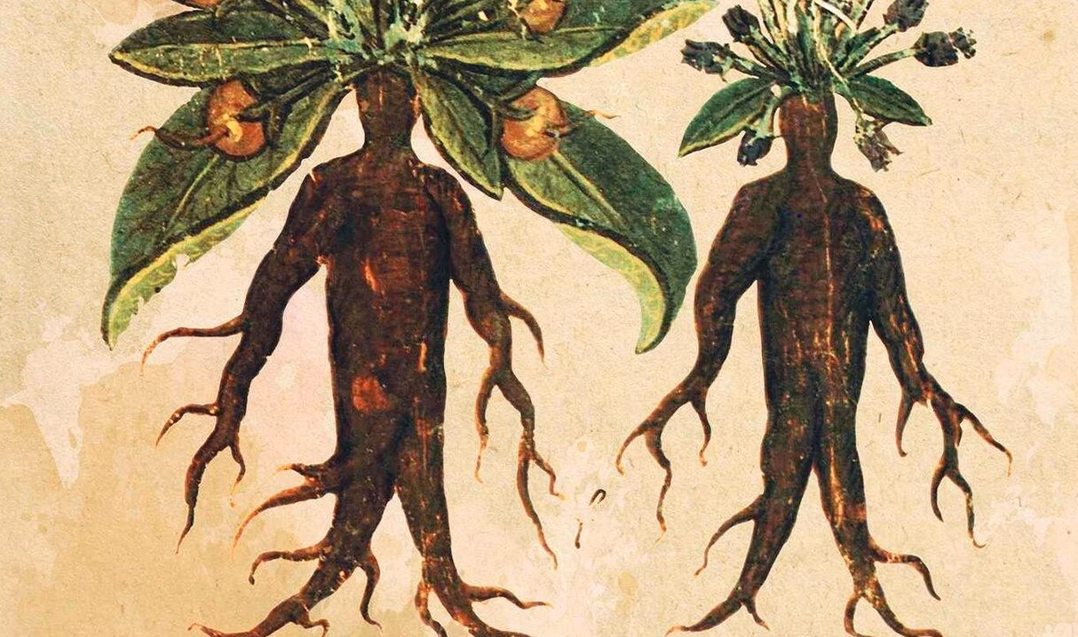 Comment nos ancêtres préparaient leurs légumes sans économe : leurs astuces oubliées