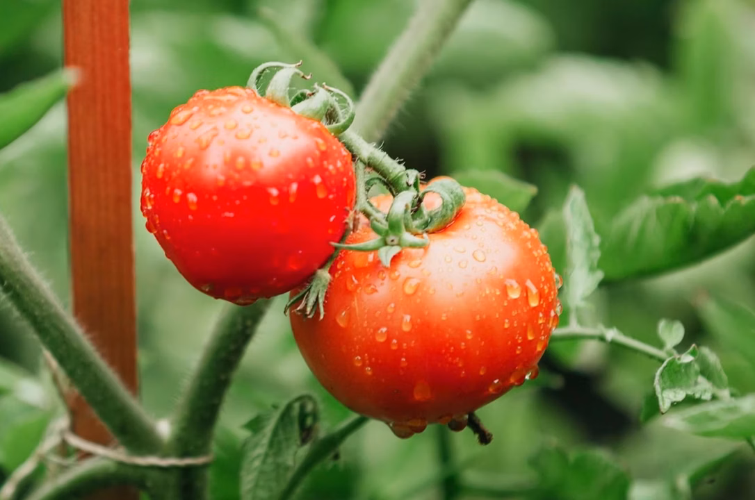 Bicarbonate sur les tomates : un remède anti-mildiou qui peut transformer votre sol en poison si vous ne faites pas attention