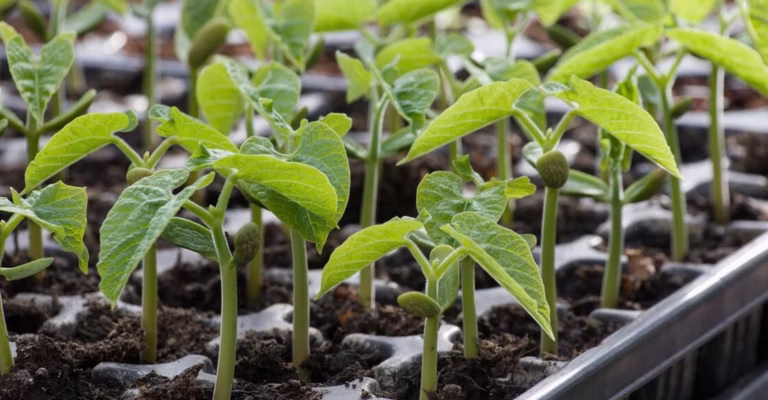 À la découverte du nombre surprenant de plantes comestibles qui peuplent notre planète