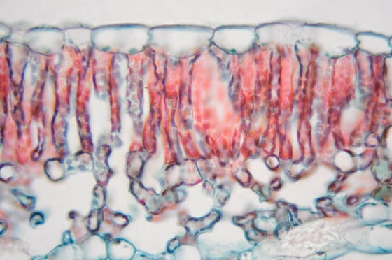 Le secret d&rsquo;un microbiologiste pour désinfecter efficacement votre éponge